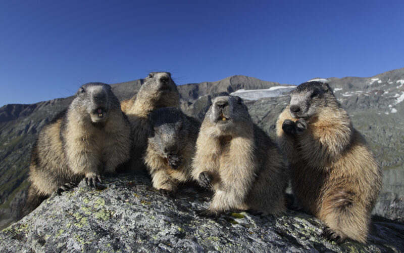 Fünf Murmeltiere sitzen dicht beieinander auf einer felsigen Fläche in einer Berglandschaft unter einem klaren blauen Himmel.