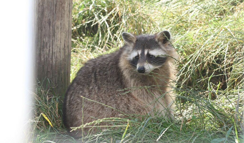 Ein Waschbär sitzt im Gras neben einem Holzpfosten, umgeben von hoher grüner Vegetation.