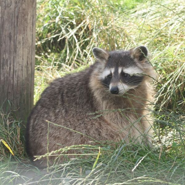Ein Waschbär sitzt im Gras neben einem Holzpfosten, umgeben von hoher grüner Vegetation.