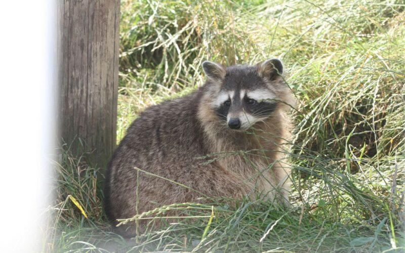 Ein Waschbär sitzt im Gras neben einem Holzpfosten, umgeben von hoher grüner Vegetation.