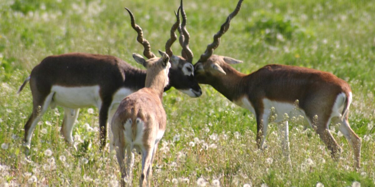 Drei Schwarzbockantilopen stehen in einem grasbewachsenen Feld, wobei zwei von ihnen ihre Hörner ineinander verhaken, während die dritte ihnen von hinten gegenübersteht.