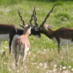 Drei Schwarzbockantilopen stehen in einem grasbewachsenen Feld, wobei zwei von ihnen ihre Hörner ineinander verhaken, während die dritte ihnen von hinten gegenübersteht.