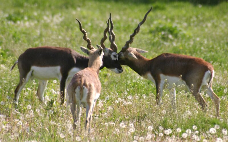 Drei Schwarzbockantilopen stehen in einem grasbewachsenen Feld, wobei zwei von ihnen ihre Hörner ineinander verhaken, während die dritte ihnen von hinten gegenübersteht.