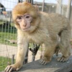 Ein junger, hellbrauner Affe steht auf einem Holzgeländer in einem Außengehege mit Drahtzaun und Gras im Hintergrund.
