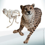 Ein Gepard in der Mitte seines Laufs mit seinem Skelett im Hintergrund, das den Körperbau und die Bewegung des Tieres veranschaulicht.