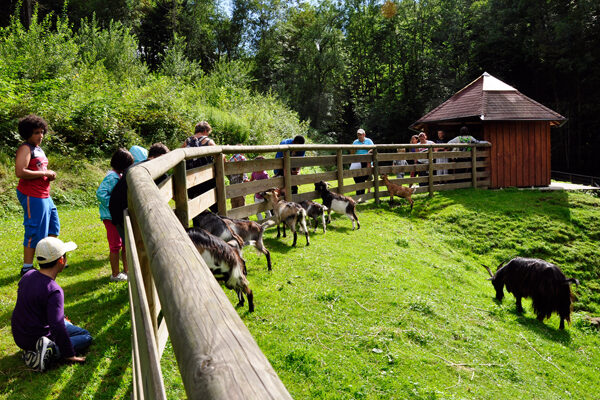 Kinder und Erwachsene beobachten und interagieren mit Ziegen in einer eingezäunten Rasenfläche in der Nähe eines kleinen Holzunterstands, umgeben von Bäumen und Grün.