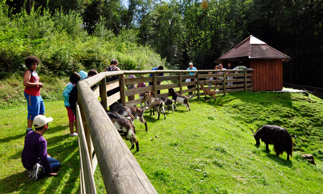 Kinder und Erwachsene beobachten und interagieren mit Ziegen in einer eingezäunten Rasenfläche in der Nähe eines kleinen Holzunterstands, umgeben von Bäumen und Grün.