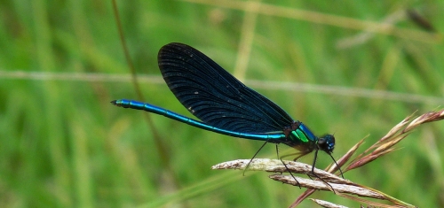 Eine blaugrüne Prachtlibelle mit dunklen Flügeln sitzt auf einem trockenen Grashalm vor einem verschwommenen grünen Hintergrund.