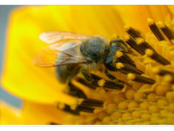 Eine Nahaufnahme einer Biene, die Pollen aus der Mitte einer gelben Blume sammelt.