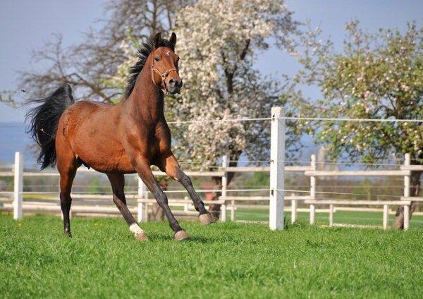An einem klaren Tag läuft ein braunes Pferd auf einer grasbewachsenen Koppel, umgeben von weißen Zäunen und blühenden Bäumen.