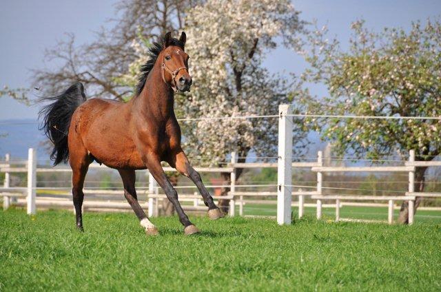 An einem klaren Tag läuft ein braunes Pferd auf einer grasbewachsenen Koppel, umgeben von weißen Zäunen und blühenden Bäumen.