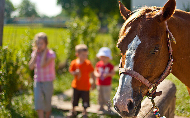 Ein braunes Pferd mit Zaumzeug steht im Vordergrund; drei Kinder sind unscharf im Hintergrund an einem sonnigen Tag im Freien zu sehen.