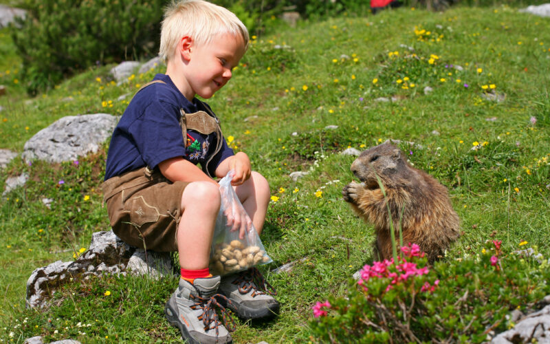 Ein kleines Kind sitzt im Gras und hält eine Tüte Erdnüsse in der Hand, während es ein Murmeltier beobachtet, das auf seinen Hinterbeinen auf einer Blumenwiese steht.