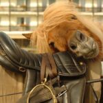 Ein Pferd mit heller Mähne ruht mit dem Kopf auf einem schwarzen Ledersattel, der über einen Zaun drapiert ist, und im Hintergrund ist ein Gebäude zu sehen.