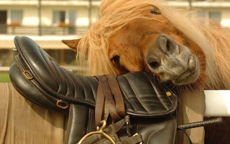 Ein Pferd mit heller Mähne ruht mit dem Kopf auf einem schwarzen Ledersattel, der über einen Zaun drapiert ist, und im Hintergrund ist ein Gebäude zu sehen.