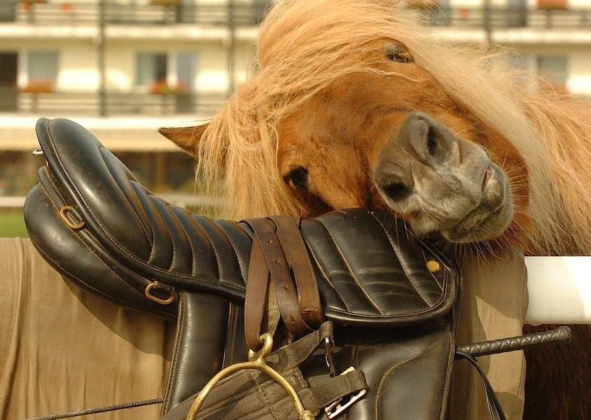 Ein Pferd mit heller Mähne ruht mit dem Kopf auf einem schwarzen Ledersattel, der über einen Zaun drapiert ist, und im Hintergrund ist ein Gebäude zu sehen.