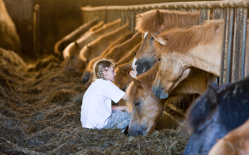 Ein Kind sitzt auf Heu in einem Stall und streichelt eines von mehreren braunen Pferden, die hinter einem Metallgitter aufgereiht sind.