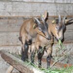 Zwei junge braune Ziegen mit Erkennungsmarken fressen Gras in einem Holzpferch und stehen auf einer erhöhten Holzplattform.