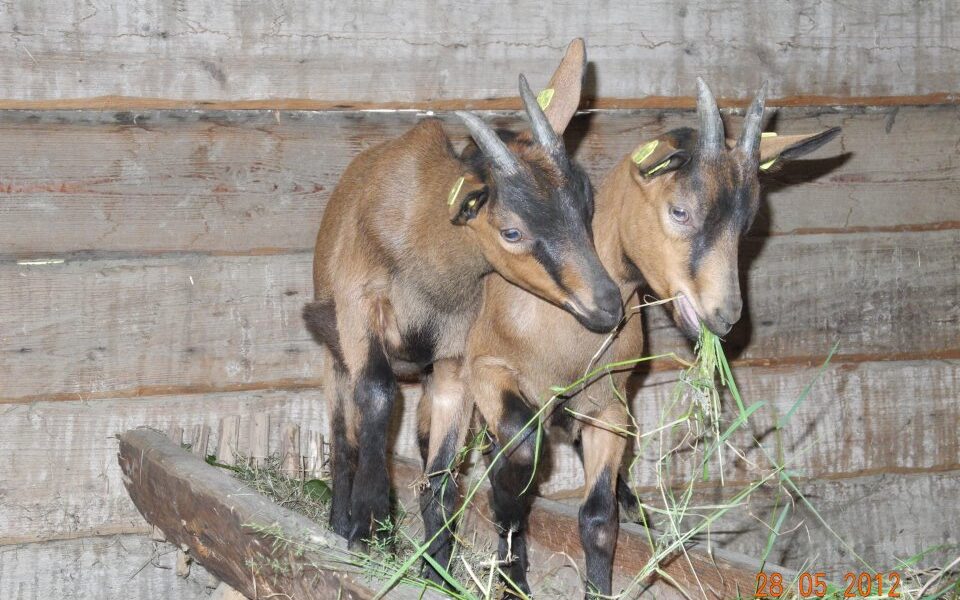 Zwei junge braune Ziegen mit Erkennungsmarken fressen Gras in einem Holzpferch und stehen auf einer erhöhten Holzplattform.