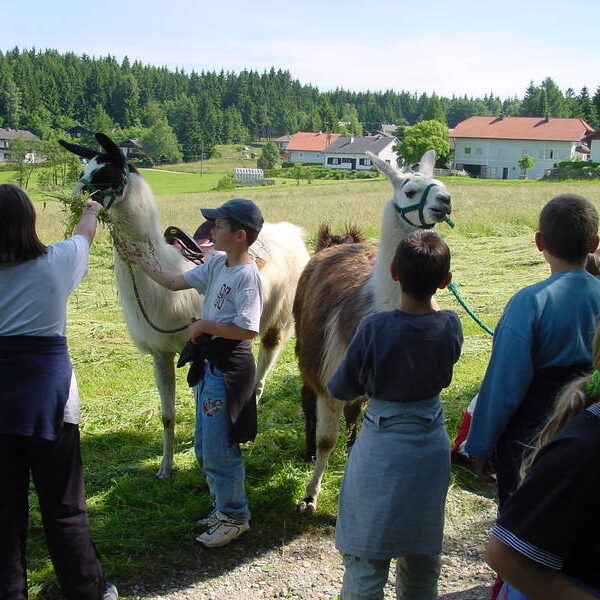 Mehrere Kinder stehen auf einer Wiese und streicheln zwei Lamas an der Leine. Im Hintergrund sind Häuser und Bäume zu sehen.