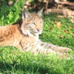 Ein Luchs mit Büschelohren liegt im Sonnenlicht auf grünem Gras, umgeben von Blättern und Pflanzen.