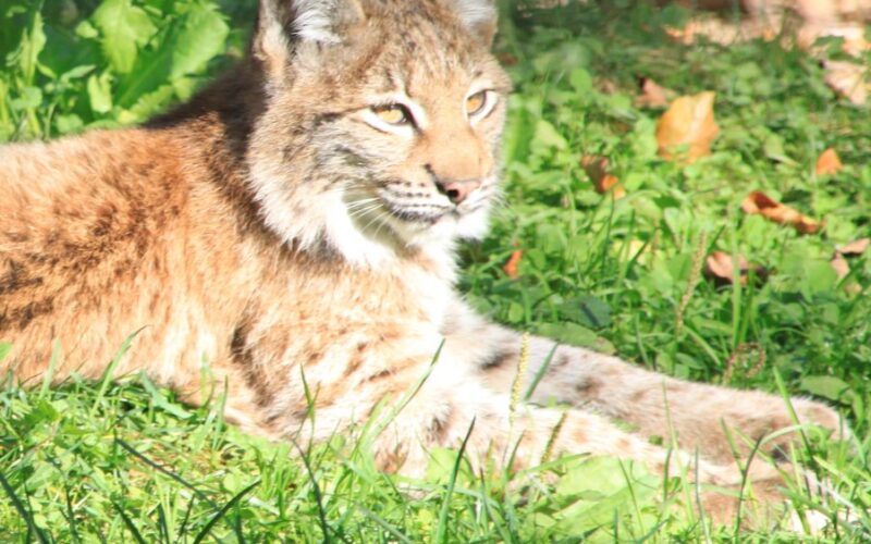 Ein Luchs mit Büschelohren liegt im Sonnenlicht auf grünem Gras, umgeben von Blättern und Pflanzen.