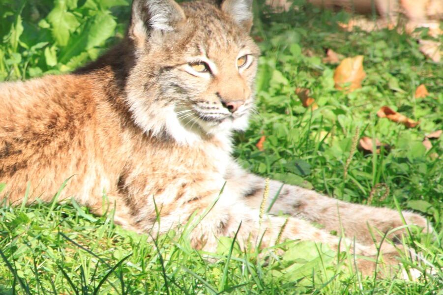 Ein Luchs mit Büschelohren liegt im Sonnenlicht auf grünem Gras, umgeben von Blättern und Pflanzen.