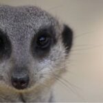 Nahaufnahme des Gesichts eines Erdmännchens. Man sieht seine dunklen Augen, die spitze Nase und das graue Fell vor unscharfem Hintergrund.