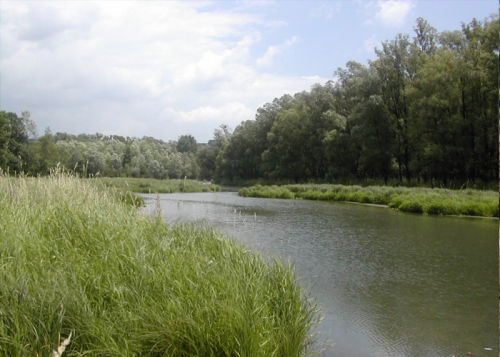 Ein ruhiger Fluss schlängelt sich unter einem teilweise bewölkten Himmel durch grasbewachsene Ufer und dichte Bäume.