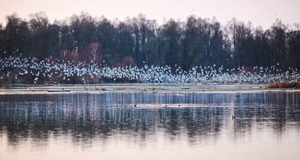 Ein großer Vogelschwarm fliegt über einen ruhigen See mit Bäumen im Hintergrund, deren Spiegelbilder im Wasser sichtbar sind.