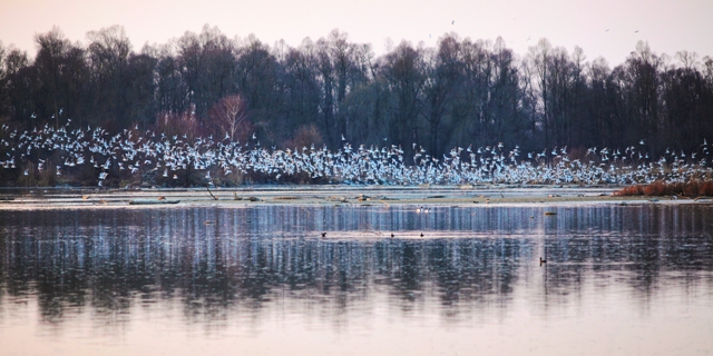 Ein großer Vogelschwarm fliegt über einen ruhigen See mit Bäumen im Hintergrund, deren Spiegelbilder im Wasser sichtbar sind.