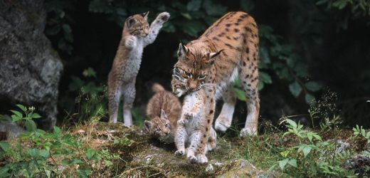 Ein erwachsener Luchs trägt ein Junges am Genick, während zwei andere Luchsjunge in der Nähe in einem Waldgebiet stehen.