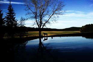 Ein Pferd steht unter einem kahlen Baum neben einem ruhigen Gewässer. Sein Spiegelbild ist sichtbar. Die Landschaft umfasst offene Felder und einen klaren Himmel mit Hügeln in der Ferne.