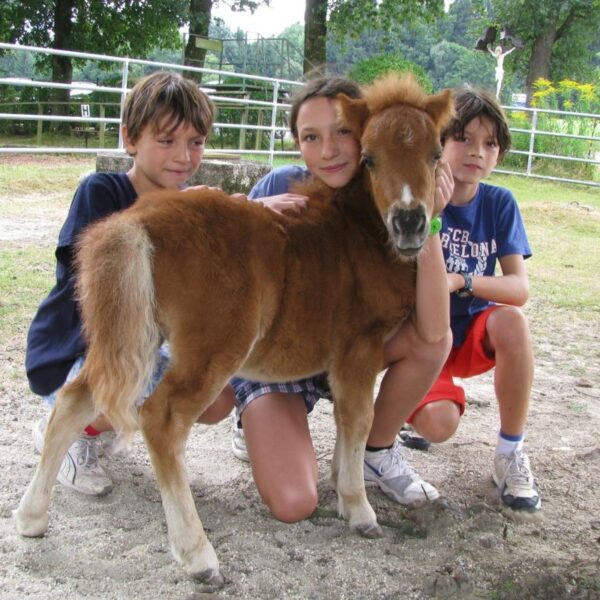 Drei Kinder knien und stehen um ein kleines braunes Ponyfohlen in einem eingezäunten Außenbereich mit Bäumen und Gras im Hintergrund.