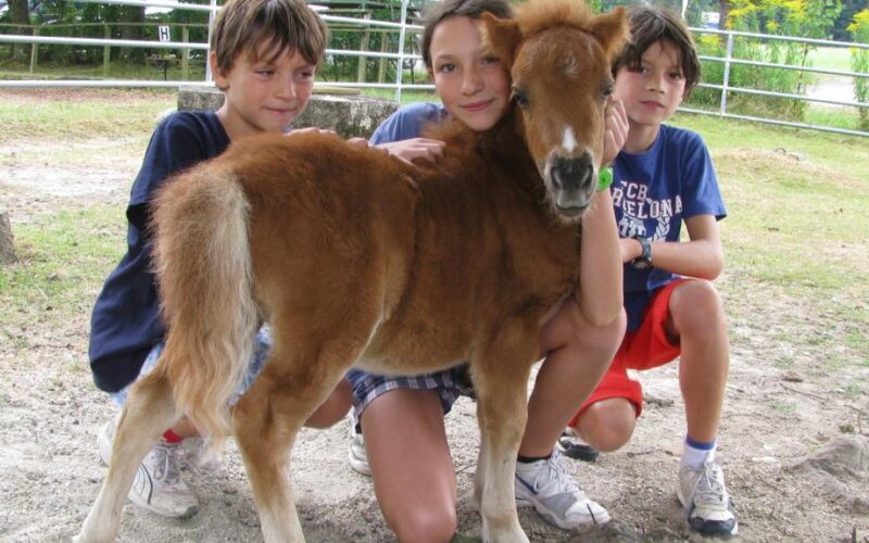 Drei Kinder knien und stehen um ein kleines braunes Ponyfohlen in einem eingezäunten Außenbereich mit Bäumen und Gras im Hintergrund.