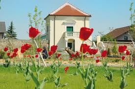 Im Hintergrund steht ein kleines weißes Haus mit rotem Dach, während im grünen Garten im Vordergrund rote Tulpen blühen.