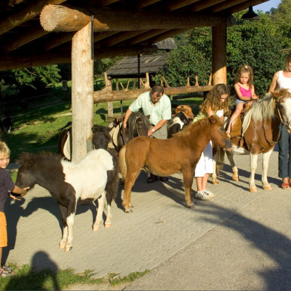 An einem sonnigen Tag interagieren Erwachsene und Kinder unter einem Holzunterstand mit mehreren Ponys und kleinen Pferden.