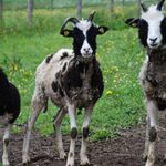 Drei Schafe mit schwarz-weißem Fell stehen auf einer Wiese in der Nähe eines Feldwegs und im Hintergrund ein Drahtzaun.