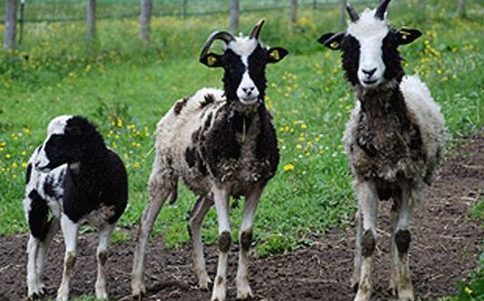 Drei Schafe mit schwarz-weißem Fell stehen auf einer Wiese in der Nähe eines Feldwegs und im Hintergrund ein Drahtzaun.