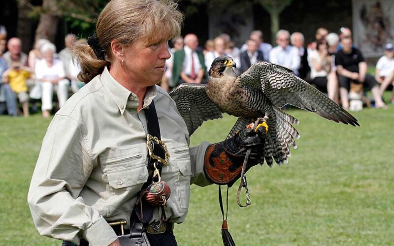 Eine Person in einem hellen Hemd hält während einer Veranstaltung im Freien einen Falken auf einer behandschuhten Hand, im Hintergrund sitzt ein Publikum.