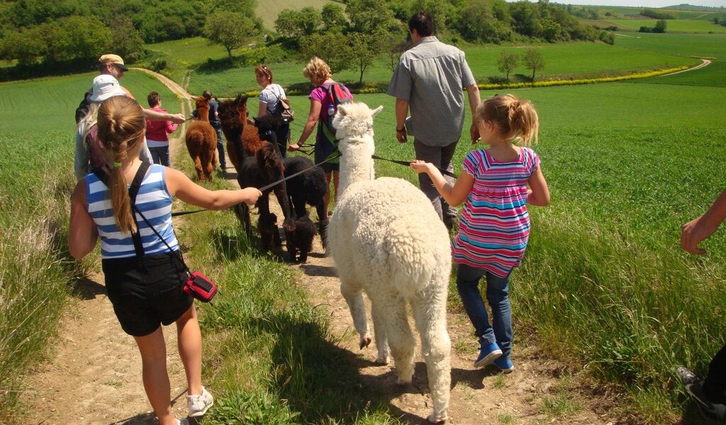 Eine Gruppe von Menschen, darunter auch Kinder, geht auf einem Feldweg in einer grünen ländlichen Gegend entlang und führt jeweils ein Alpaka an der Leine.