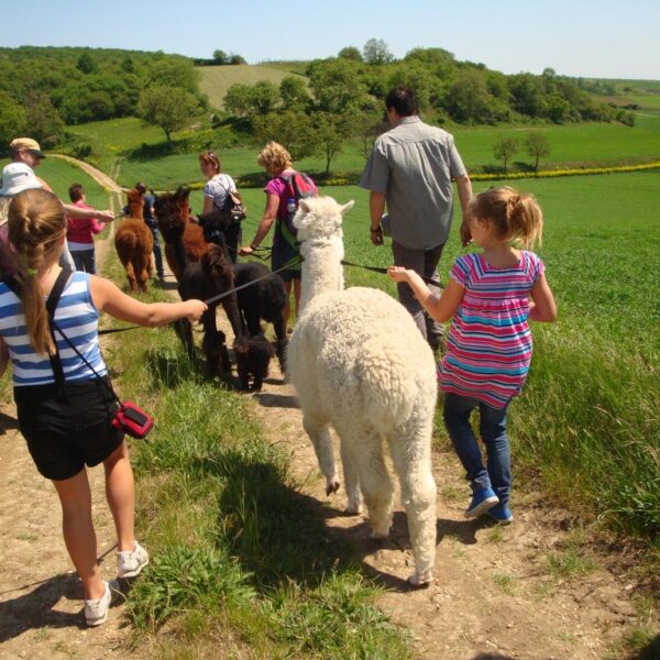 Eine Gruppe von Menschen, darunter auch Kinder, geht auf einem Feldweg in einer grünen ländlichen Gegend entlang und führt jeweils ein Alpaka an der Leine.