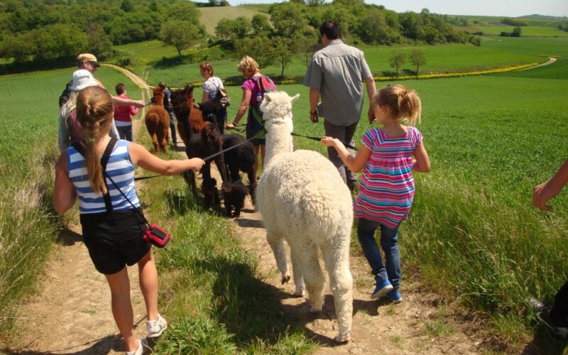 Eine Gruppe von Menschen, darunter auch Kinder, geht auf einem Feldweg in einer grünen ländlichen Gegend entlang und führt jeweils ein Alpaka an der Leine.