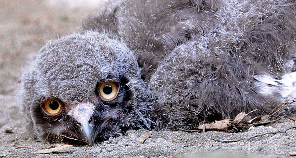 Eine Nahaufnahme einer flauschigen, jungen Eule, die auf dem Boden liegt und mit großen gelben Augen direkt in die Kamera schaut.