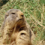 Ein Murmeltier sitzt auf dem Boden, umgeben von Gras und Vegetation, und schaut leicht zur Seite.
