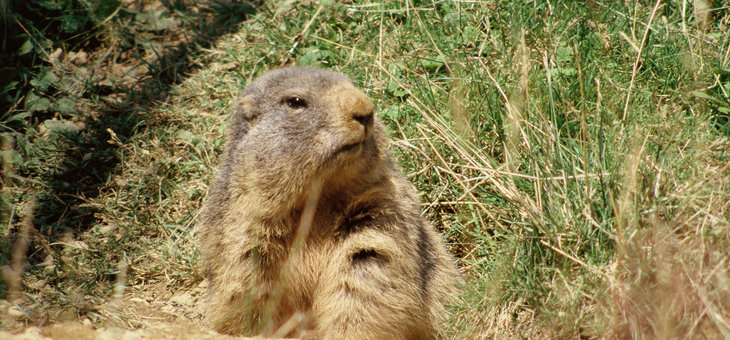 Ein Murmeltier sitzt auf dem Boden, umgeben von Gras und Vegetation, und schaut leicht zur Seite.