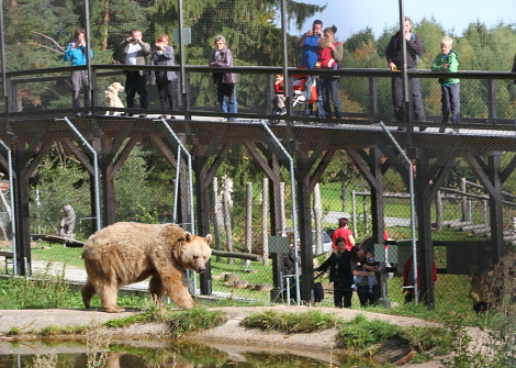 Ein Braunbär geht in einem Freigehege spazieren, während Menschen ihn von einer erhöhten Plattform hinter einem Zaun in einem Zoo oder Wildpark beobachten.