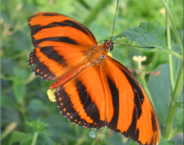 Ein orange-schwarzer Schmetterling mit gestreiften Flügeln ruht auf einer grünen Blattpflanze vor einem unscharfen natürlichen Hintergrund.