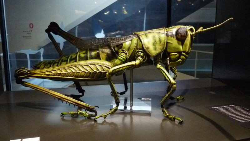 Ein großes, detailliertes Modell eines grünen Grashüpfers ist auf einer schwarzen Plattform in einem Museum ausgestellt.