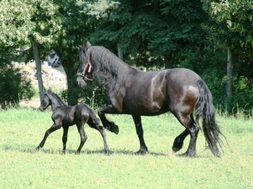 Ein schwarzes Pferd und sein schwarzes Fohlen gehen zusammen auf grünem Gras mit Bäumen im Hintergrund.